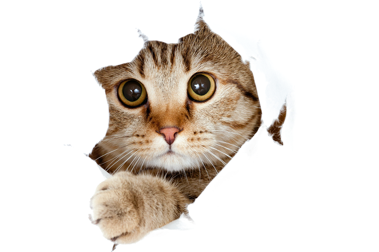 pelinos-arena-para-gatos